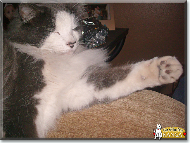 Kanga Weasel the Domestic Longhair, the Cat of the Day