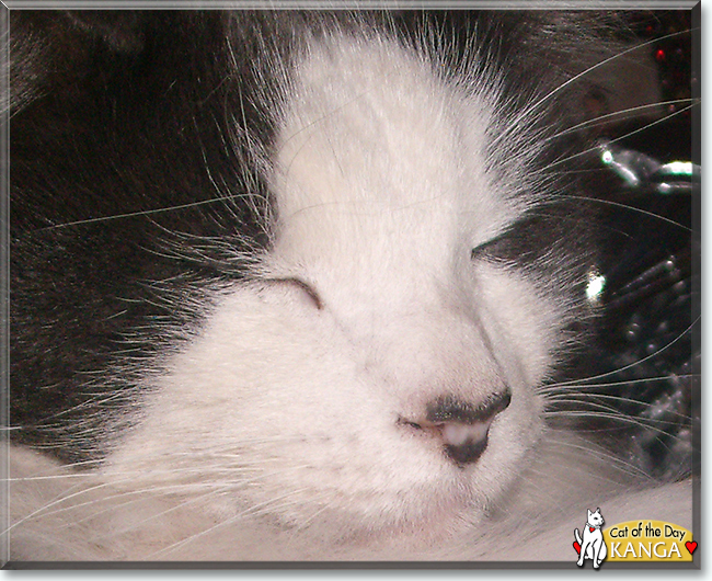 Kanga Weasel the Domestic Longhair, the Cat of the Day