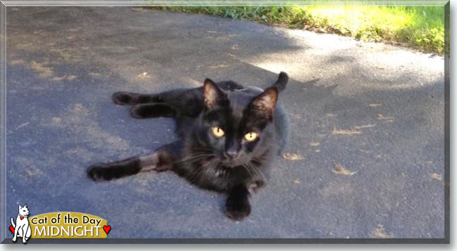 Midnight the Domestic Shorthair, the Cat of the Day