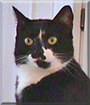 L.B. the Tuxedo Cat