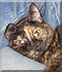 Ginger the Tortoiseshell