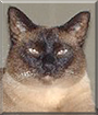 Borrego the Siamese