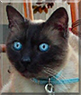 Falon the Seal-Point Siamese