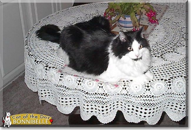 Bonnibelle the Domestic Longhair, the Cat of the Day