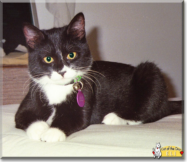 Eli the Tuxedo Cat, the Cat of the Day