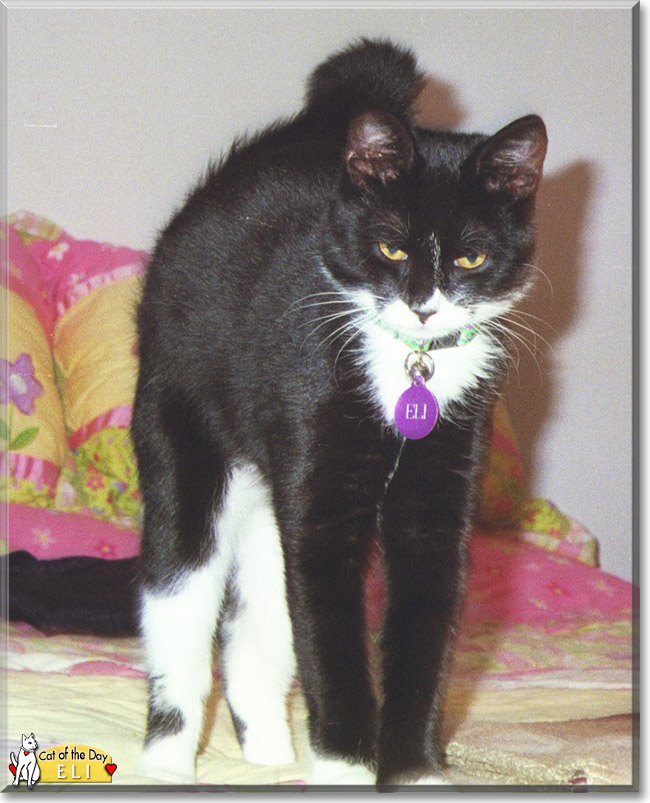 Eli the Tuxedo Cat, the Cat of the Day