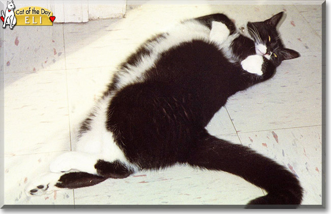 Eli the Tuxedo Cat, the Cat of the Day