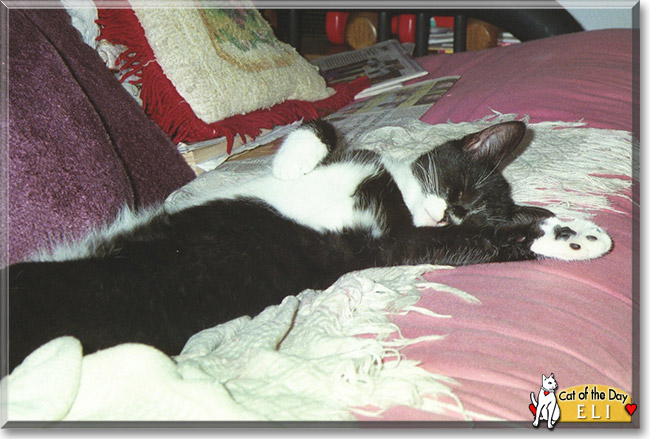 Eli the Tuxedo Cat, the Cat of the Day