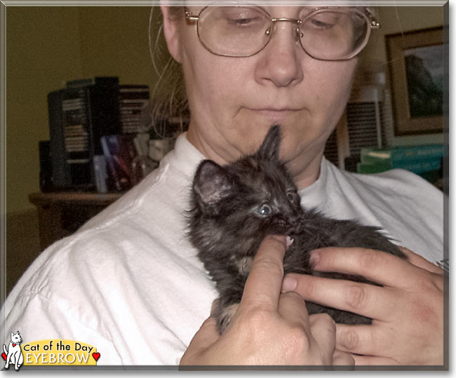 Eyebrow the Tortoiseshell, the Cat of the Day