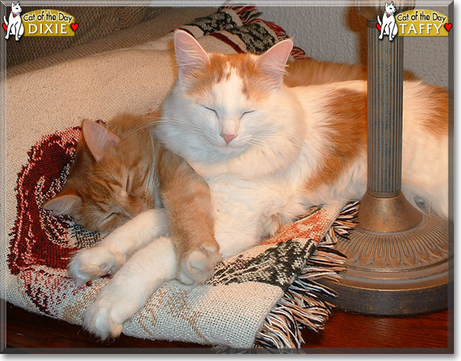 Dixie the Norwegian Forestcat and Taffy the Orange Tabby, the Cat of the Day