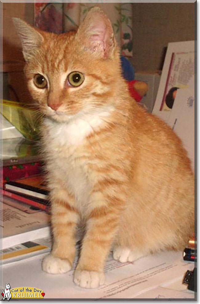 Kruimel the Red Tabby, the Cat of the Day