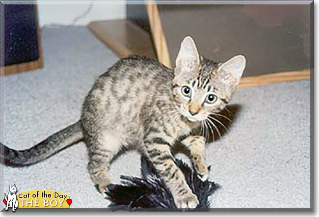 The Boy the Tabby, the Cat of the Day