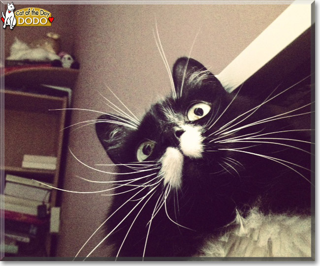 Dodo the Tuxedo mix, the Cat of the Day