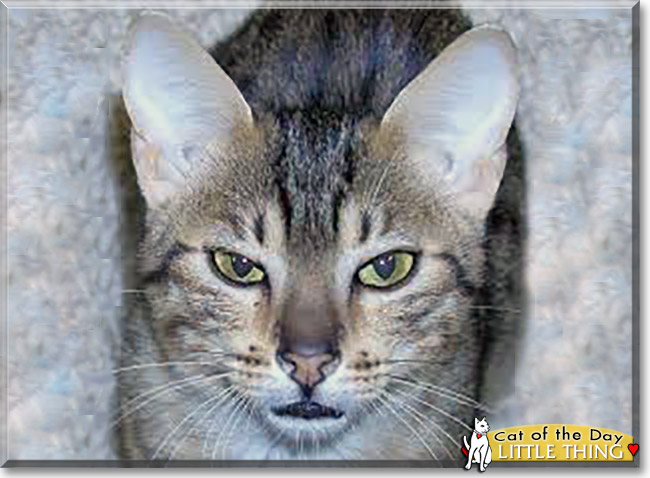 Little Thing the Egyptian Mau Tabby, the Cat of the Day