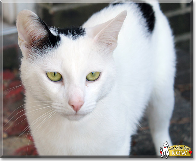 Kow the Domestic Shorthair, the Cat of the Day