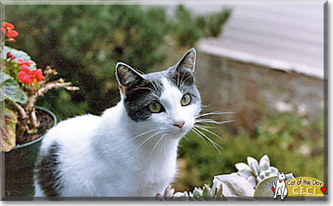 Ceci the American Medium Hair, the Cat of the Day