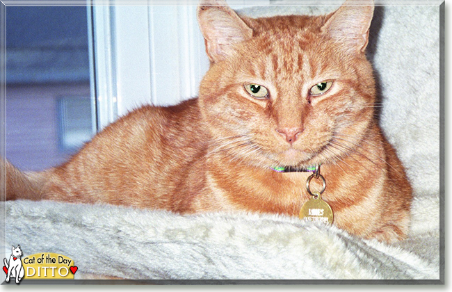 Ditto the Orange Tabby, the Cat of the Day