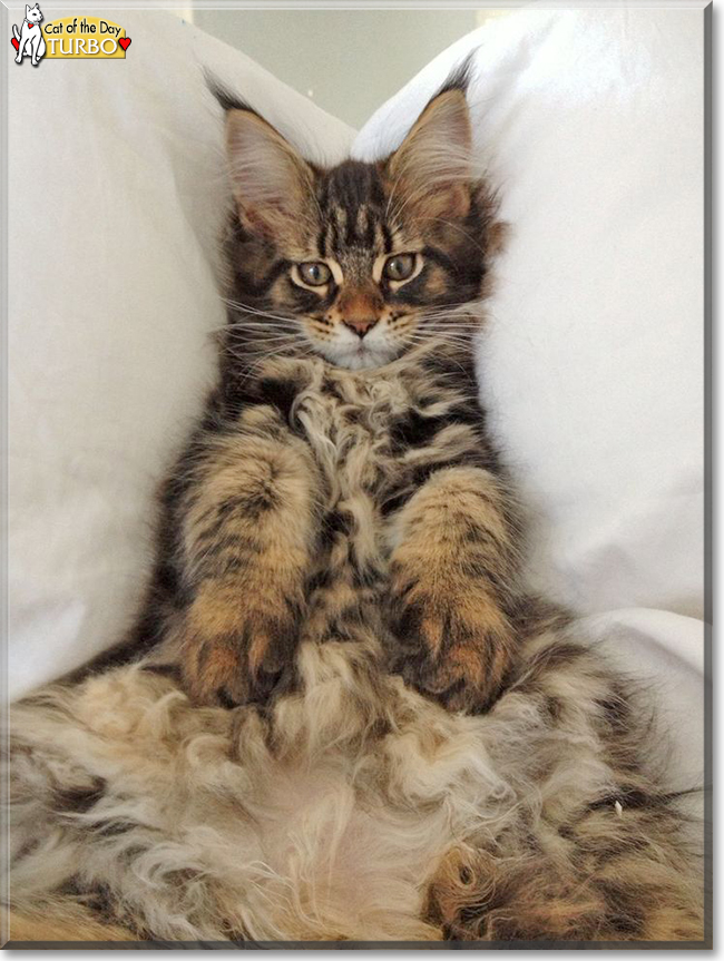 Turbo the Maine Coon Cat, the Cat of the Day