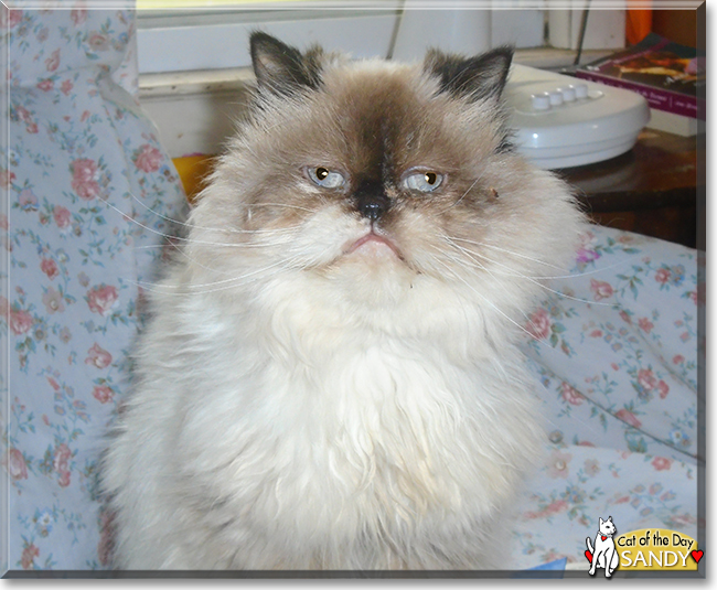 Sandy the Himalayan, the Cat of the Day