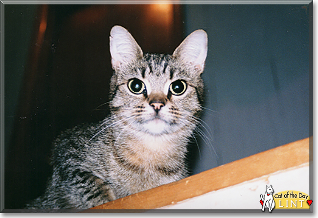 Lint the Tabby, the Cat of the Day