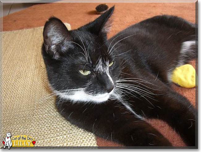 Lilly the Tuxedo Shorthair, the Cat of the Day