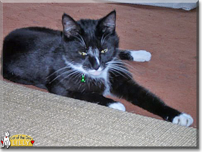 Lilly the Tuxedo Shorthair, the Cat of the Day