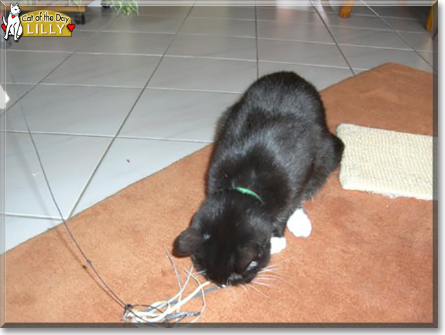 Lilly the Tuxedo Shorthair, the Cat of the Day