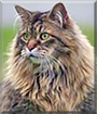 Turbo the Maine Coon Cat