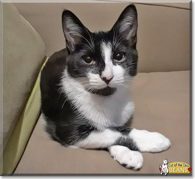 Beans and Cheeto the Domestic Shorthairs, the Cat of the Day