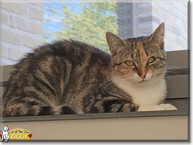 Ziggy the Tabby mix, the Cat of the Day