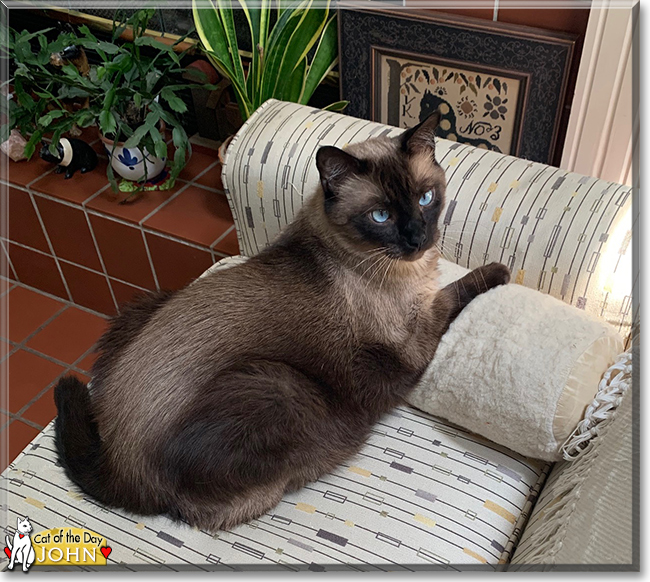 John the Siamese, the Cat of the Day