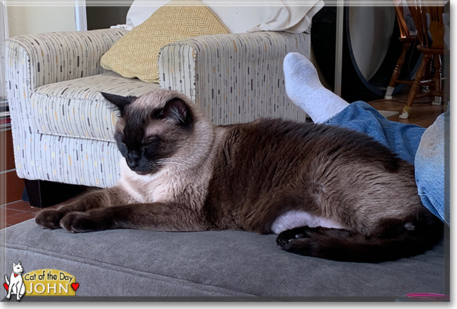 John the Siamese, the Cat of the Day