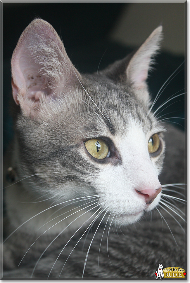 Rudie the Tabby, the Cat of the Day