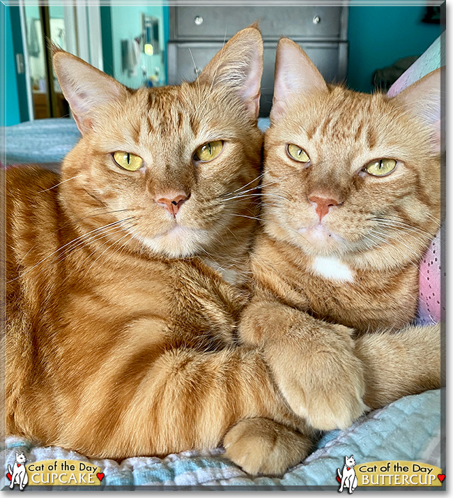 Cupcake, Buttercup the Ginger Tabbies, the Cat of the Day