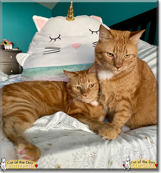 Cupcake, Buttercup the Ginger Tabbies, the Cat of the Day