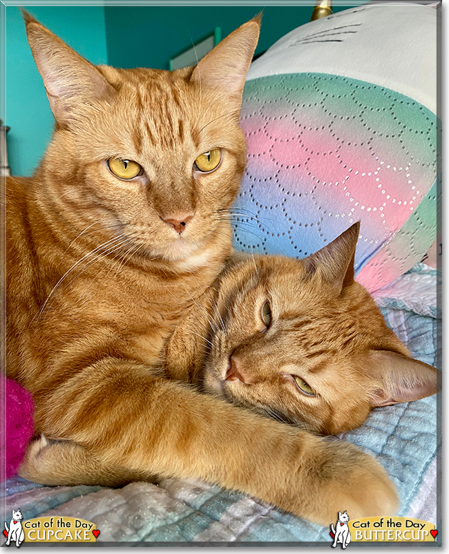 Cupcake, Buttercup the Ginger Tabbies, the Cat of the Day