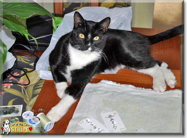 Stripe the Tuxedo Cat, the Cat of the Day