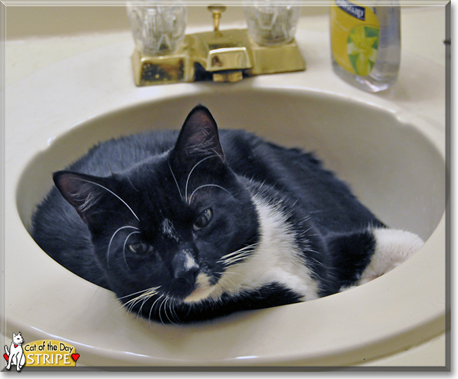 Stripe the Tuxedo Cat, the Cat of the Day