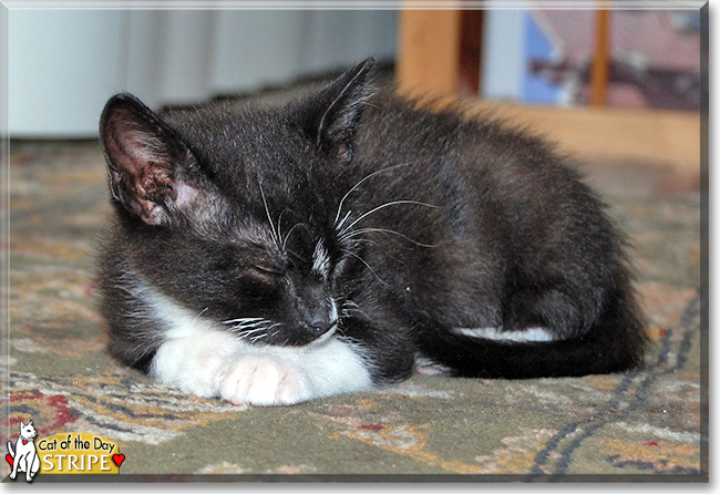 Stripe the Tuxedo Cat, the Cat of the Day