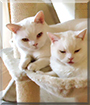 Janni and Max the British Shorthairs