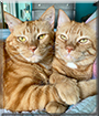 Cupcake, Buttercup the Ginger Tabbies