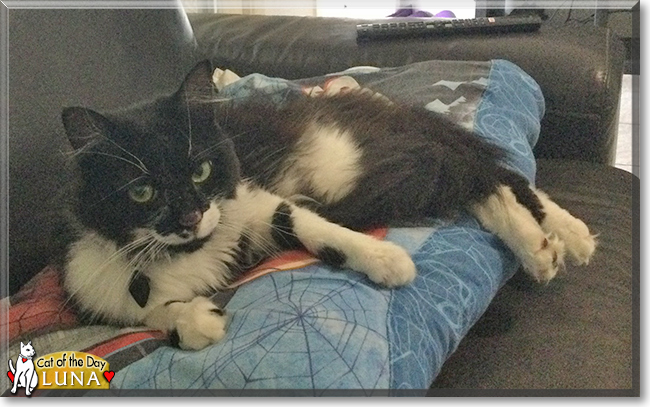 Luna the Tuxedo mix, the Cat of the Day