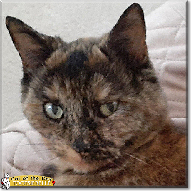 Tootsiebelle the Tortoiseshell, the Cat of the Day