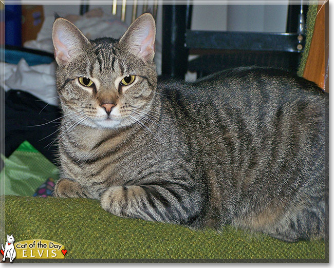 Elvis the Tabby, the Cat of the Day