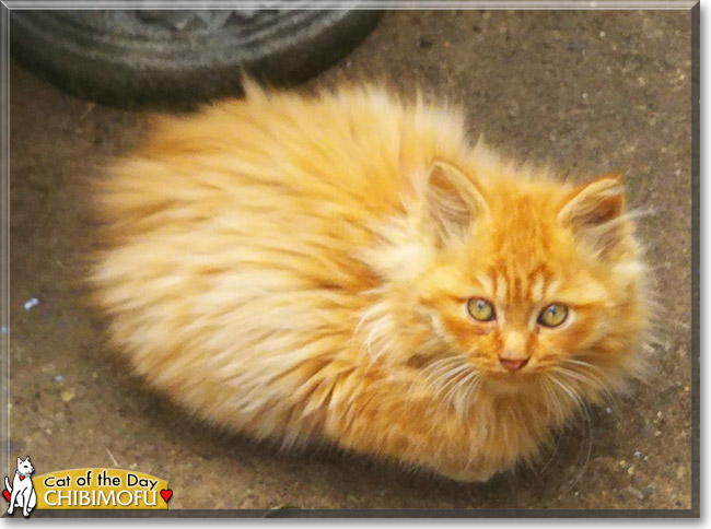 Chibimofu the Domestic Longhair, the Cat of the Day