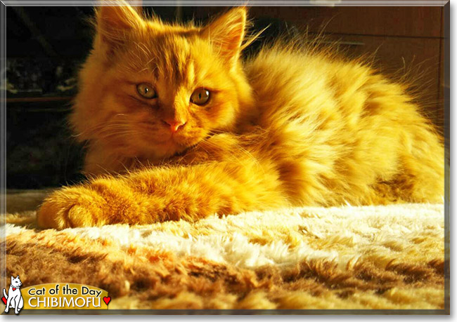 Chibimofu the Domestic Longhair, the Cat of the Day