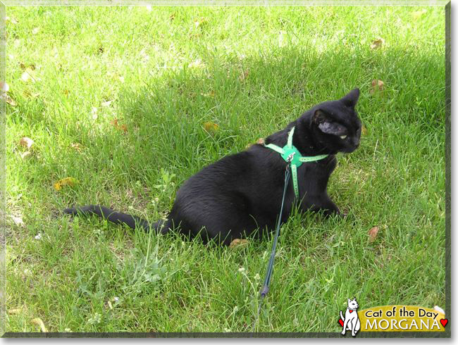 Morgana the European Cat, the Cat of the Day