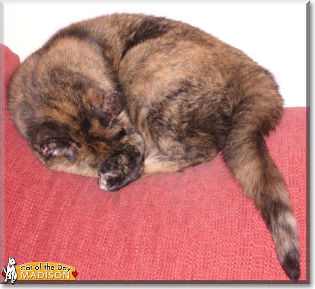 Madison the Tortoiseshell, the Cat of the Day