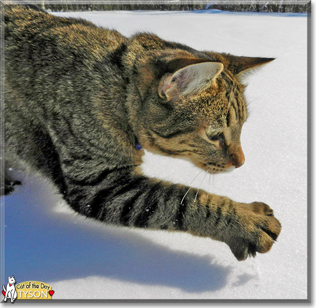 Tyson the Tabby, the Cat of the Day