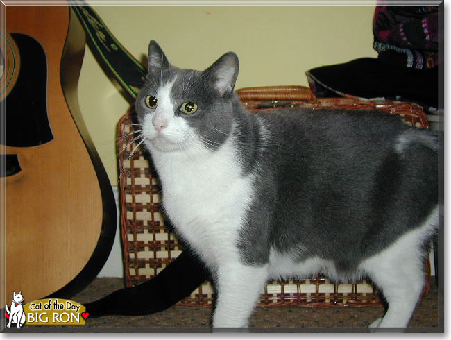 Big Ron the Moggy, the Cat of the Day